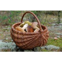 Regionaler Kochkurs Hannover – Pilze sammeln