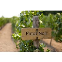 Weinprobe Köln – Pinot Noir Rebe