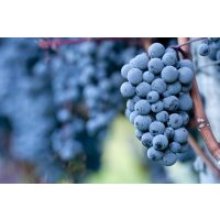 Weinprobe Köln – Pinot Noir Rebe