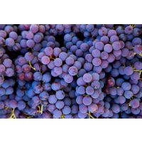 Weinprobe Köln – Pinot Noir Trauben