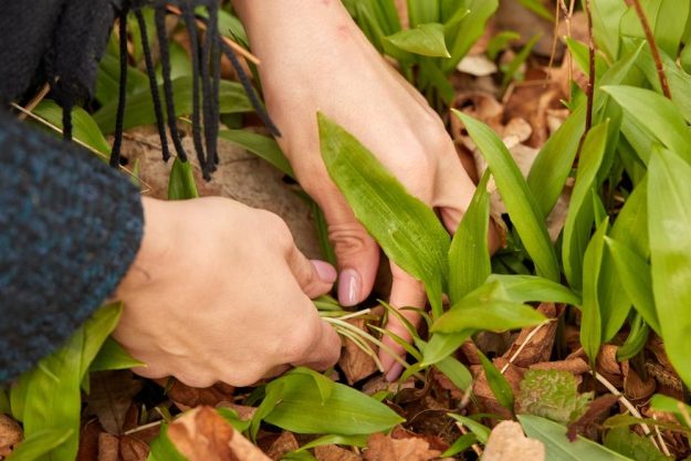 Kräuterwanderung bei Frankfurt – Kräuter sammeln