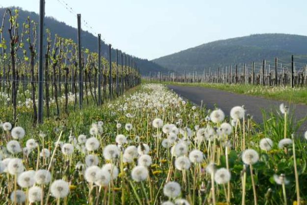 Weinwanderung online Herbst