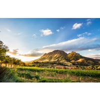 Weinprobe Frankfurt - Weinberg bei Stellenbosch