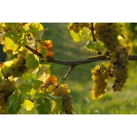 Weinprobe Frankfurt - reife weiße Trauben