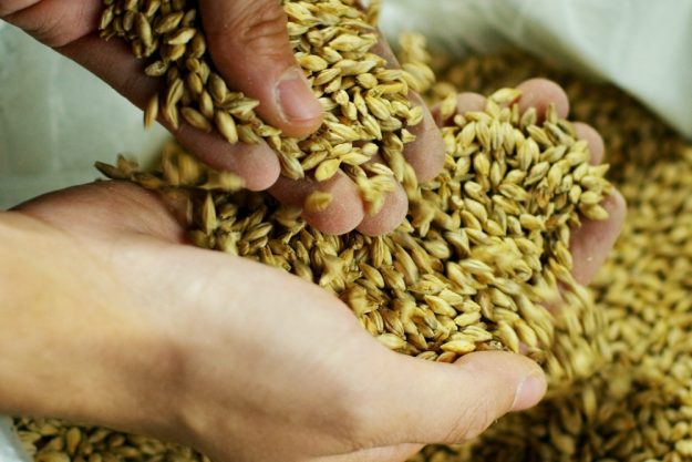 Braukurs Mannheim – Malzbohnen