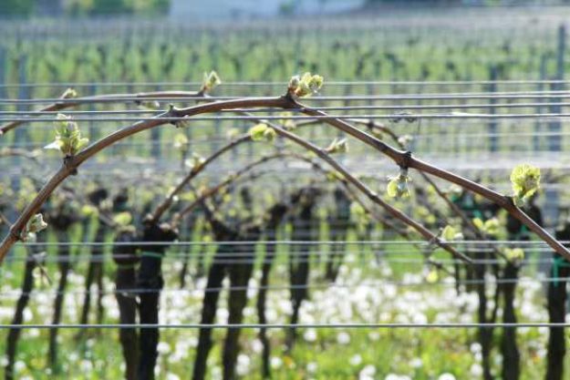 Weinprobe mit Wanderung Pfalz – Das Jahr im Weinberg