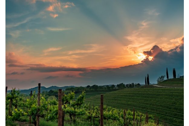 Virtuelle Reise ins Friaul Weinberge