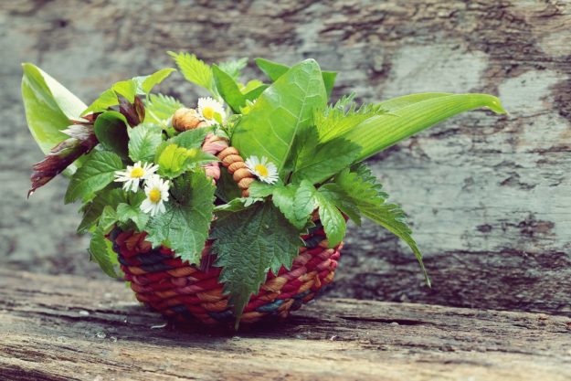 Kräuterwanderung München – gesammelte Wildkräuter