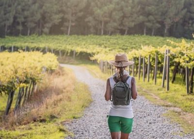 Wein-Wanderung Pfalz App in den Weinberg