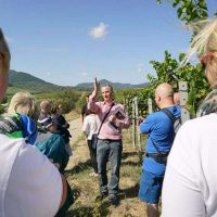 Weinbergwanderung mit dem Winzer