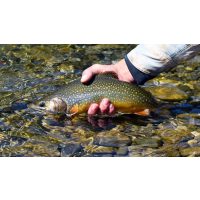 Regionaler Kochkurs Hannover – Saibling fischen