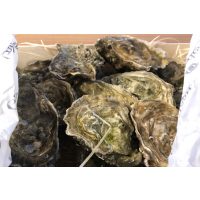 Austernprobe Pfalz Austern