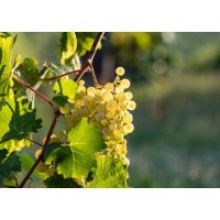 Wein-Wanderung Pfalz: reife weiße Trauben