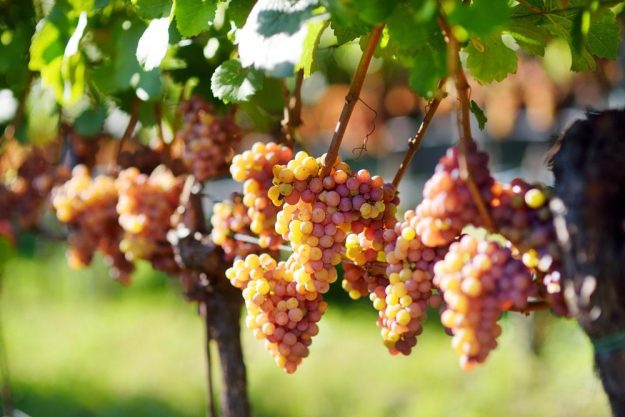 Weinprobe Berlin – reifende Weintrauben