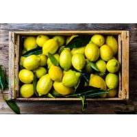 Mediterraner Kochkurs Augsburg – reife Zitronen