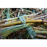 Frankfurt-Hofheim Zuckerrohe