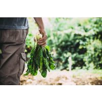 Regionaler Kochkurs Hannover – Mangold ernten