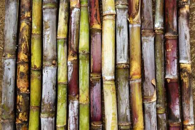 Rum-Seminar Frankfurt: Zuckerrohr-Vielfalt