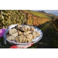 virtuelle Reise ins Piemont Trüffel