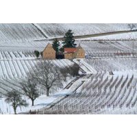 Weinprobe mit Wanderung Pfalz – Winter