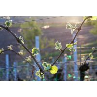 Weinprobe mit Wanderung Pfalz – junge Triebe