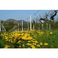 Weinprobe mit Wanderung Pfalz – Rebstöcke im Weinberg