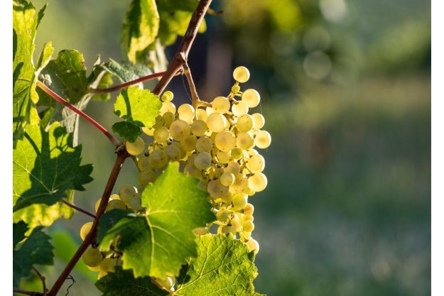 Wein-Wanderung Pfalz: reife weiße Trauben