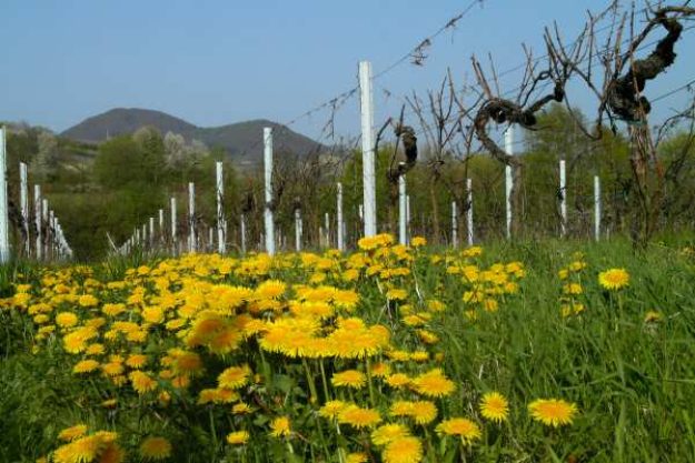 Weinprobe mit Wanderung Pfalz – Rebstöcke im Weinberg