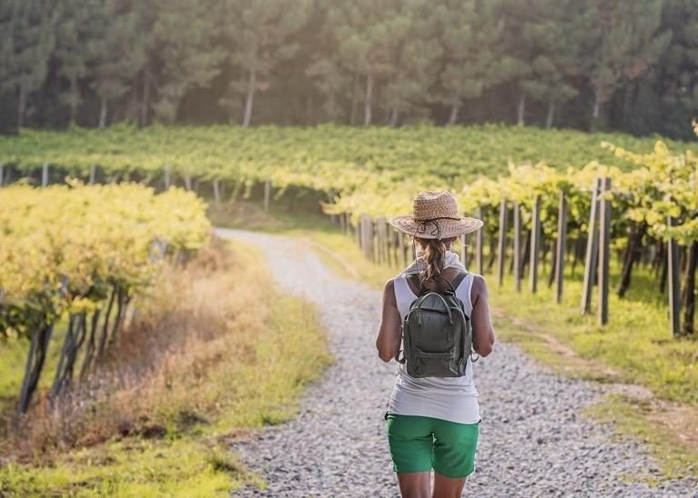 Wein-Wanderung Pfalz App in den Weinberg