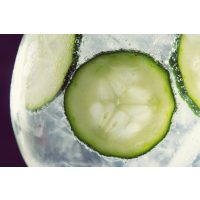 Gin-Tasting Heidelberg – Gin mit Gurkenscheiben