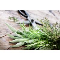 Mediterraner Kochkurs Heidelberg – frische Kräuter