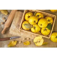 Regionaler Kochkurs Hannover – Quitten verarbeiten