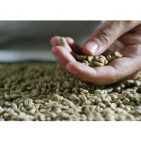 Rösterei-Führung Heidelberg: rohe grüne Kaffeebohnen