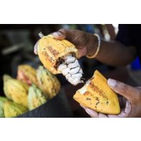 Schokoladenverkostung@Home – Bali Kakaoplantage