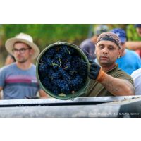 Weinprobe mit Wanderung Pfalz – bei der Arbeit