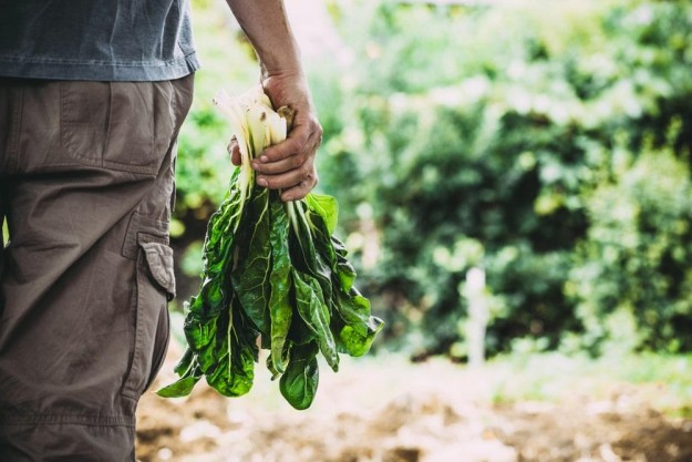 Regionaler Kochkurs Hannover – Gemüse auf dem Bauernmarkt