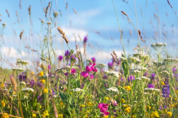 Kräuterwanderung Freiburg Blumenwiese