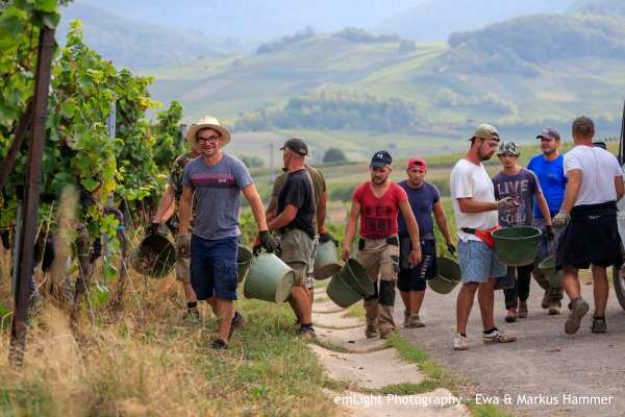 Weinwanderung online mit Essen Wein lesen