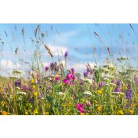 Kräuterwanderung Freiburg Blumenwiese