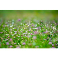 Kräuterwanderung Freiburg essbare Kräuter