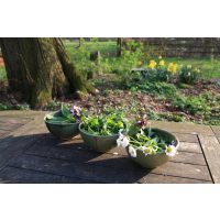 Kräuterwanderung Freiburg Wildkräuterkurs