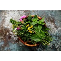 Kräuterwanderung Freiburg Kräuterkunde