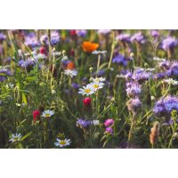 Kräuterwanderung Freiburg Kräuterwiese