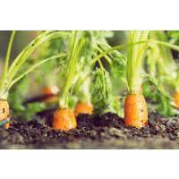 Veggie-Kochkurs-Gutschein – Frische Karotten