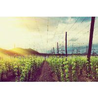 Bierproben-Gutschein – Hopfenfeld