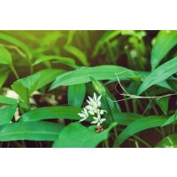 Kräuterwanderung München – wilder Bärlauch