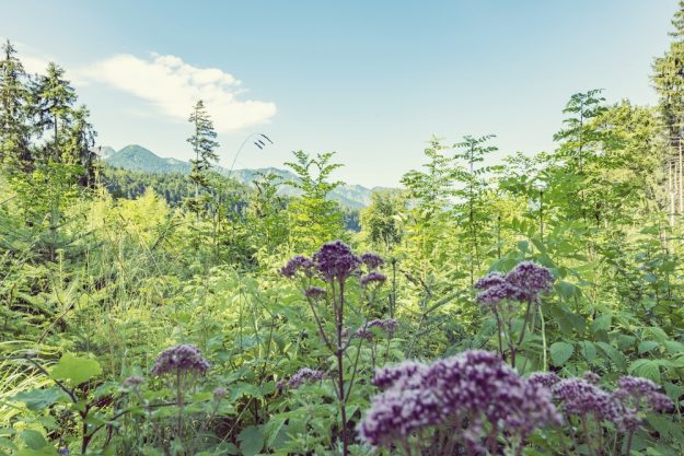 Kräuterwanderung München – Wildpflanzen