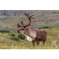 Genussreise Weihnachten skandinavische Weihnachtsbräuche