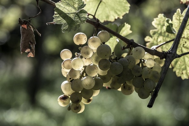 Weinprobe Stuttgart – Wein trinken
