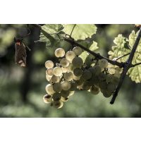Ein Nachmittag im Weingut